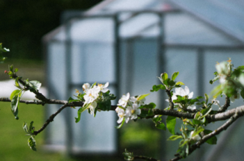 serre jardin