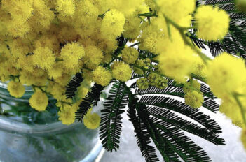 Le Mimosa - Le Messager du Printemps - Culture et Entretien Mimosa