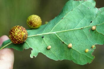 Maladies et Parasites au Printemps - Les Différentes Précautions Contre les Désastres du Printemps