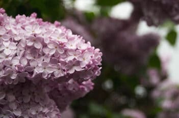 Arbustes Parfumés - 10 Arbustes Parfumés qui Aromatiseront Votre Jardin