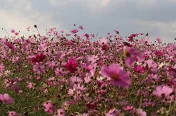 Cosmos - Des Semis à la Floraison, tous Savoir sur L'entretien des Cosmos