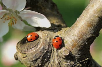 faune utile