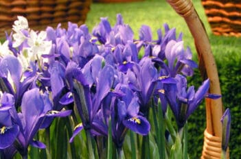 iris bulbeux