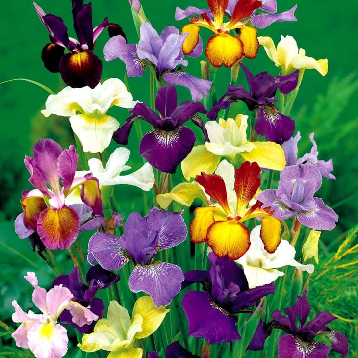 iris x hollandica
