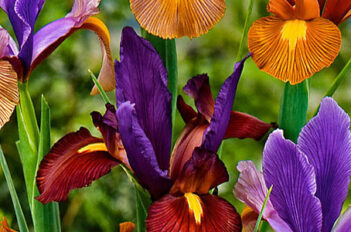 iris x hollandica