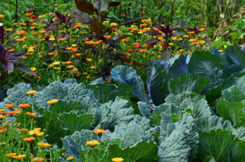 Potager au printemps