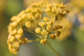 fleurs pour jardin écologique