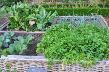 Conseils pour réussir son potager