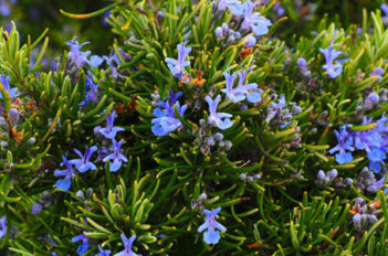 aromatiques au printemps