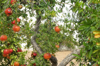 fertilisation bio des fruitiers