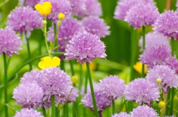 jardin fleuri tout l'été