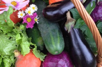 Planter en été