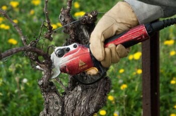 tailler sa vigne en été