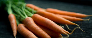 carotte primeur