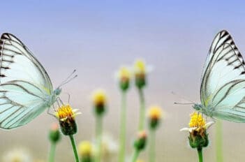 fleurs à papillons