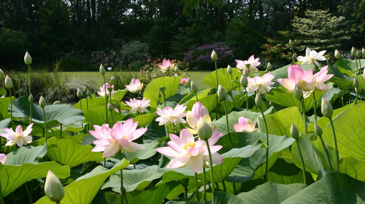 jardin des lotus