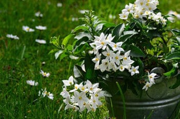 solanumSolanum Jasminoides - Solanum Rantonetti fleurs blanches