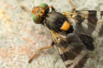 mouche de la cerise