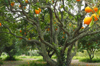 soins des arbres fruitiers
