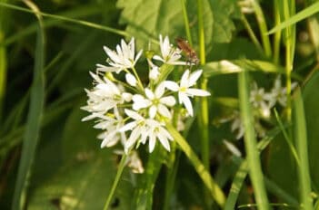 plantes sauvages comestibles ail des ours
