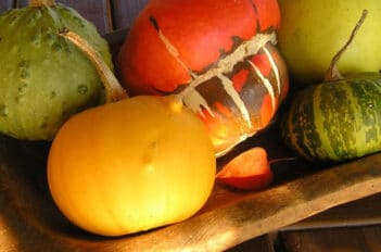 Quels fruits et légumes récolter en automne ?