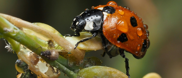 Coccinelle attaque puceron