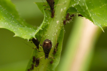 pucerons sur la plante