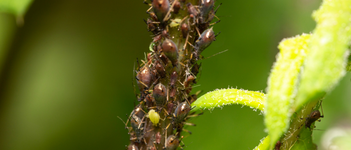 Pucerons sur plantes