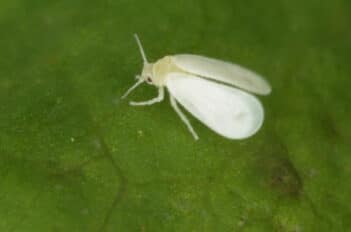 lutte biologique contre les aleurodes