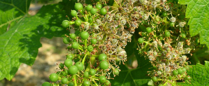 Maladies d'automne Plasmopara viticola