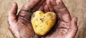 comment faire germer des pommes de terre