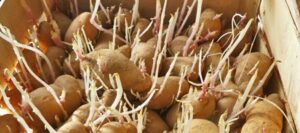 comment faire germer les pommes de terre avant de les planter
