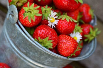 10 meilleures variétés de fraisiers à cultiver