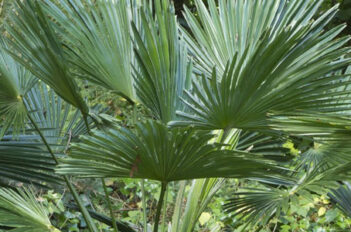 plantes vivaces