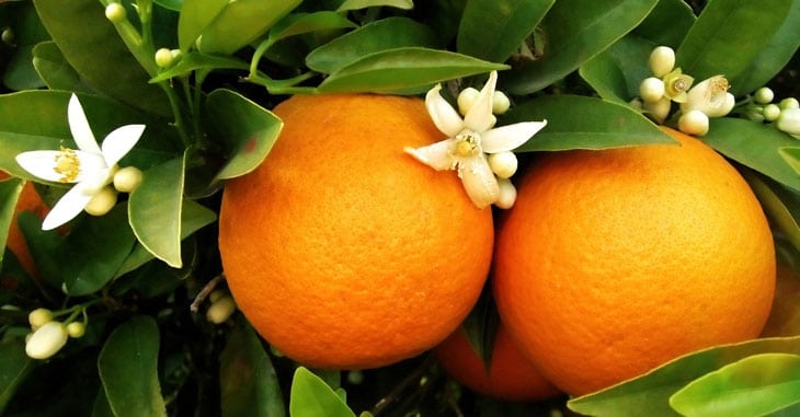 oranger du mexique fruit