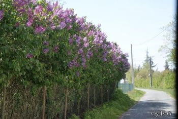 tailler les lilas 