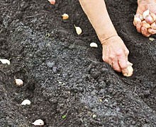 planter les gousses d'ail dans le sol