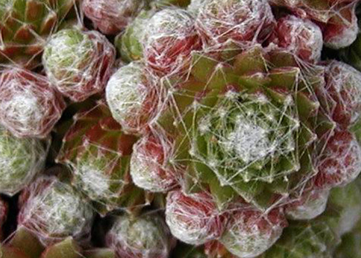 Sempervivum arachnoideum plantes grasses