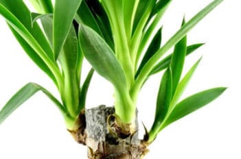 Culture du Yucca - Entretenir le Yucca