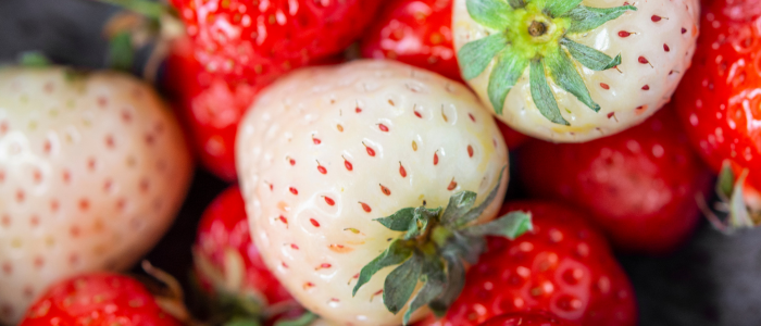 fraise blanche et fraise rouge