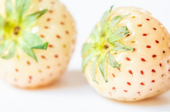 fraises blanches japon