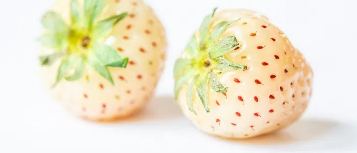 fraises blanches japon
