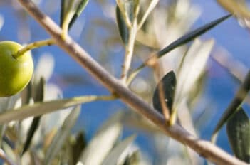 Bouturer un Olivier - Bouturage de L’olivier