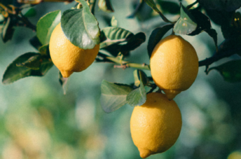 citronnier 4 saisons