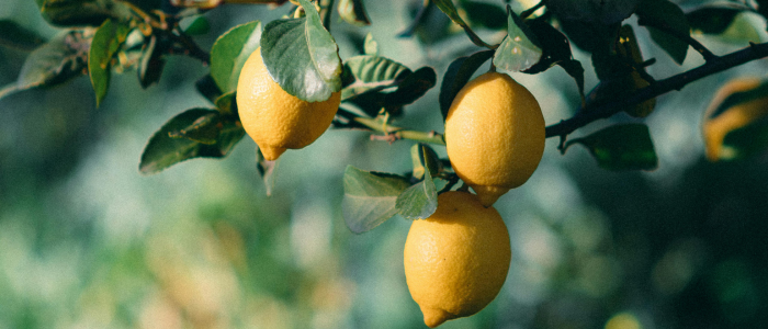 citronnier 4 saisons