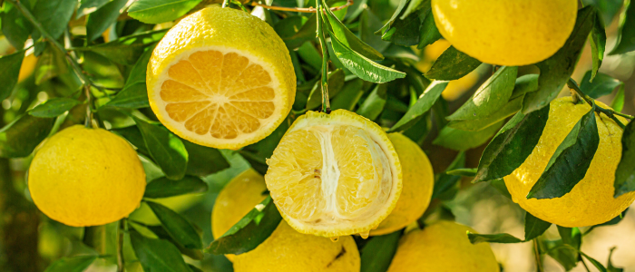 Citronnier 4 saisons