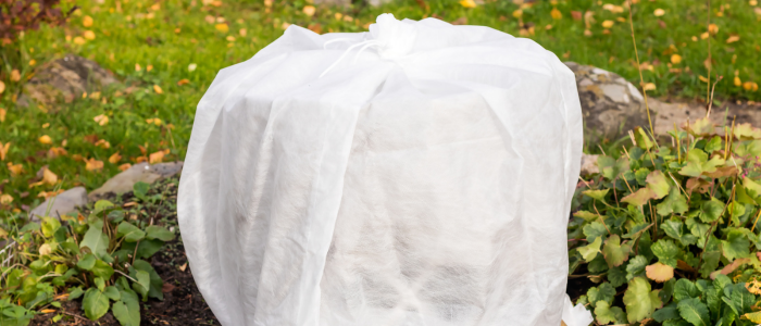 voile d'hivernage citronnier