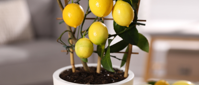 citronnier en pot