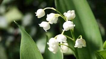 muguet, Convallaria majalis