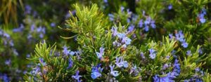 Herbes Aromatiques - Plantes Aromatiques - Rosmarinus Officinalis